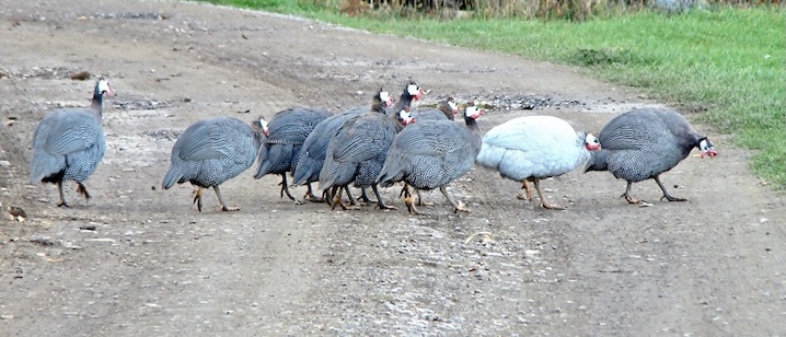 guinea fowl